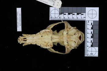 Media type: image;   Mammalogy BANGS-1178 Description: Image of skeleton specimen - ventral view. ventral view of skull.;